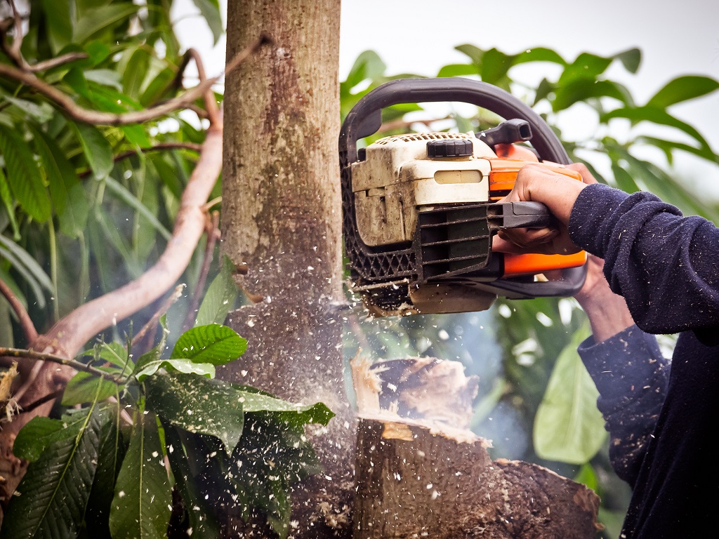 What is Sectional Felling: The Ultimate Guide for Efficient Tree Removal