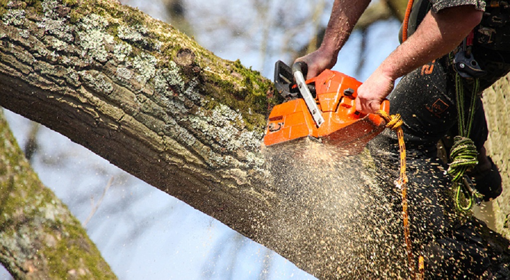 The Basics Of Sectional Felling